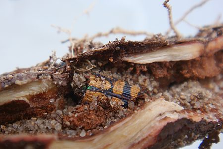 Castiarina malleeana, PL4189, dead non-emerged adult, in Hibbertia virgata (PJL 3313) root, SE, photo by A.M.P. Stolarski
